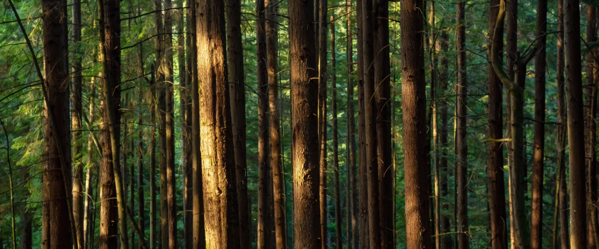 Hardwood Trees vs Softwoods: Key Differences